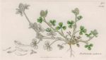 Trifolium seabrum, Sowerby, 1839