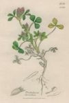 Trifolium striatum, Sowerby, 1839