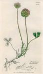 Trifolium fragiferum, Sowerby, 1839