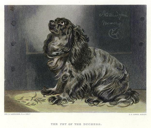 Pet of the Duchess (King Charles Spaniel), dog study by Landseer, 1878