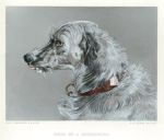 Head of a Deerhound, dog study by Landseer, 1878