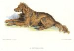Setter, dog study by Landseer, 1878