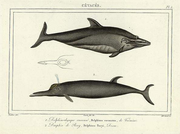 Dolphins, 1860