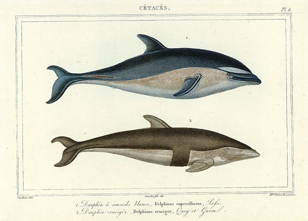 Dolphins, 1860