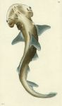 Bonnethead shark, 1793