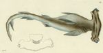 Hammerhead Shark, 1793