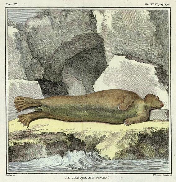 Monk Seal, Buffon, 1782