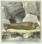 Monk Seal, Buffon, 1782