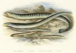 Lampreys etc. British Freshwater Fishes, 1879