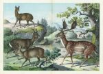 Rabbit, Hare, Beaver etc., about 1885