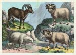 Sheep, about 1885