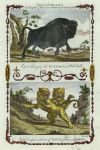 Africa, Lions and Buffalo, 1785