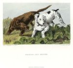 Pointer & Setter, dog study after Landseer, published 1880