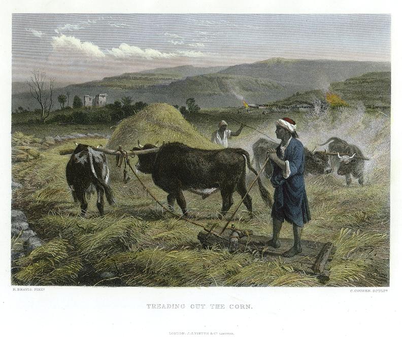 Holy Land, Treading out the Corn, after Beavis, 1885
