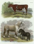 Agriculture - Ayreshire Cow, Horse and Pony, 1853