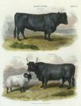 Agriculture - Bulls and Ram, 1853