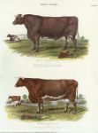 Agriculture - Bull and Cow, 1853
