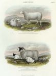 Agriculture - Cheviot Ewe & Black-Faced Heath Breed (sheep), 1853
