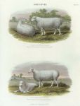 Agriculture - Leicester Ram & Ewe, 1853