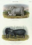 Agriculture - Romney Marsh Sheep & Neapolitan Boar & Sow, 1853