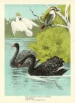 Australia, Cockatoo, Black Swan & Laughing Jackass, 1888