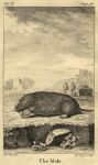 Mole, 1774