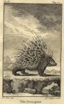 Porcupine, 1774