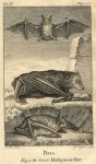 Great Madagascar Bat, 1774