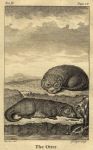 Otter, 1774