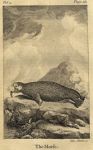 Walrus, 1774