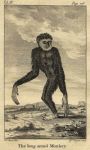 Long Armed Monkey, 1774