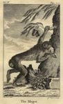 Magot (Barbary Ape), 1774