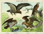 Birds - Eagles & Kite, about 1885