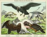 Vultures & Secretary Bird, about 1885