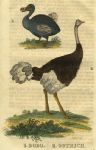 Dodo & Ostrich, 1822