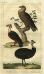 Eagle, Vulture & Cassowary, 1822