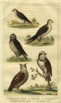 Birds of Prey, 1822