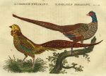 Pheasant, 1822