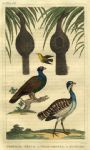 Grouse, Bustard & Nests, 1822