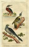 Kingfisher, Woodpecker & Cuckoo, 1822