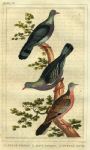 Pigeons & Dove, 1822