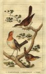 Nightingale, Wren & Robin, 1822