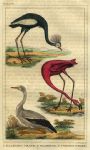 Crane, Flamingo & Stork, 1822