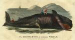 Whale, 1822