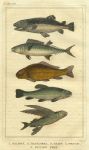 Fish, 1822