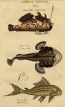 Fish - Lophius & Loricaria, 1813