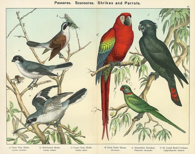 Passeres, Scansores, Shrikes and Parrots, 1889