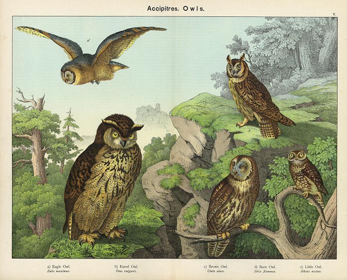 Accipitres, Owls, 1889