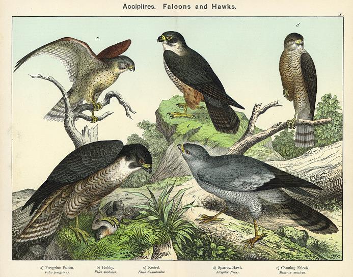 Accipitres, Falcons & Hawks, 1889