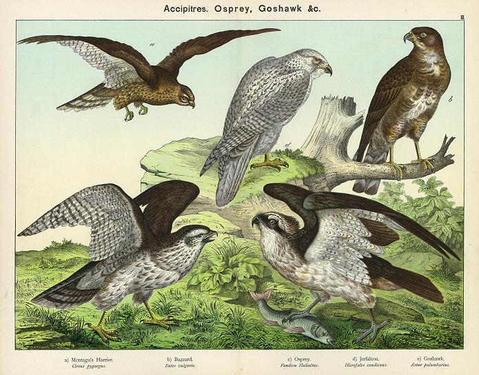 Accipitres, Osprey & Goshawk, 1889
